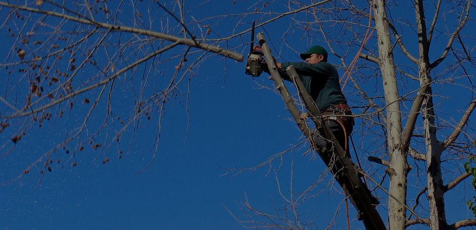 What Are the Benefits of Pruning Trees?