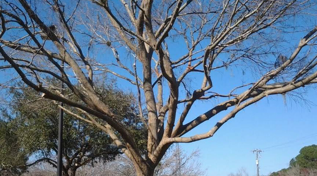 Will a Dead Tree Fall Over? What You Should Know
